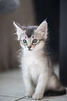 Somali Kitten