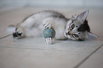 Somali Kitten