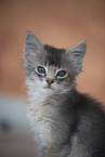 Somali Kitten