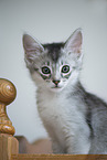 Somali Kitten