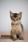 Somali Kitten