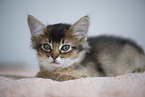 Somali Kitten