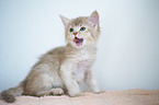 Somali Kitten