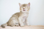 Somali Kitten