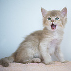 Somali Kitten