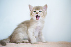 Somali Kitten