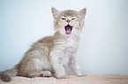 Somali Kitten