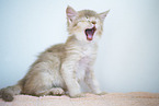 Somali Kitten