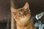 Somali Kitten