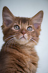 Somali Kitten