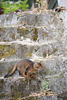 Somali Kitten