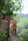 Somali Kitten