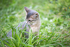 Somali Kitten