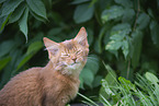 Somali Kitten