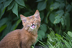 Somali Kitten