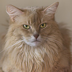 Somalian cat