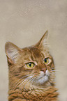 Somalian cat