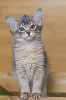 Somalian cat