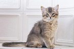 Somalian cat