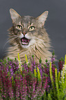 Somalian cat