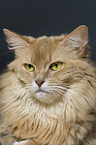 Somalian cat
