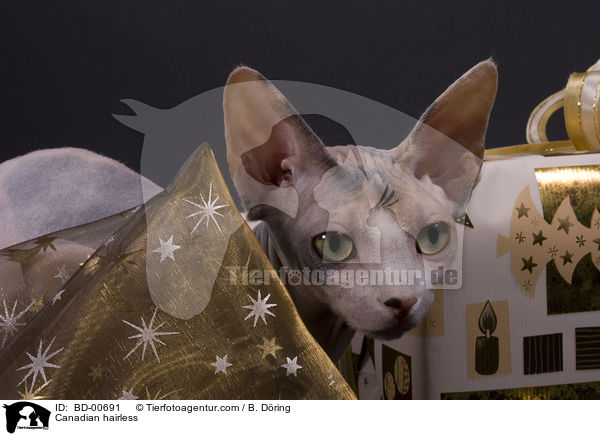 Sphynx / Canadian hairless / BD-00691