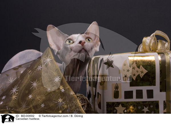 Canadian hairless / BD-00692