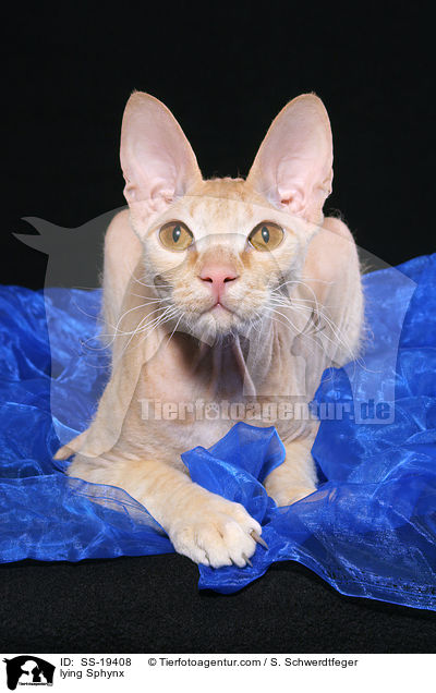 liegende Sphynx / lying Sphynx / SS-19408