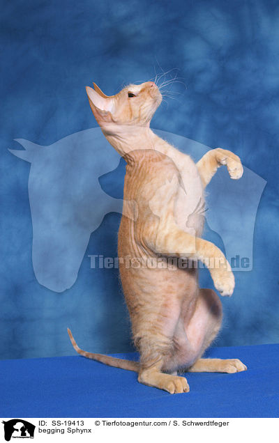 Sphynx macht Mnnchen / begging Sphynx / SS-19413