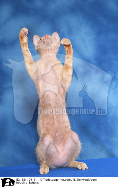 Sphynx macht Mnnchen / begging Sphynx / SS-19415