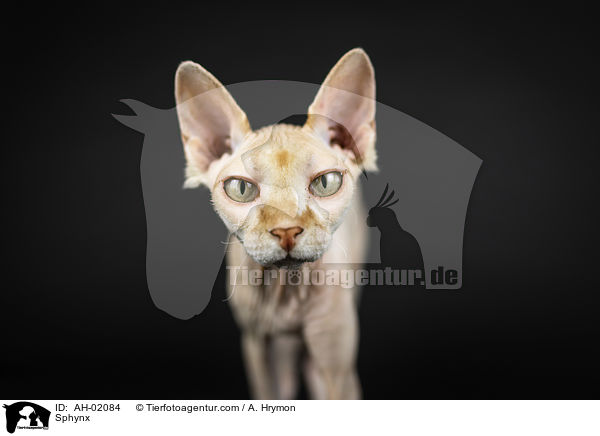 Sphynx / Sphynx / AH-02084