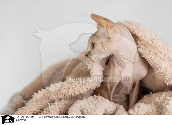 Sphynx / Sphynx / AH-02094
