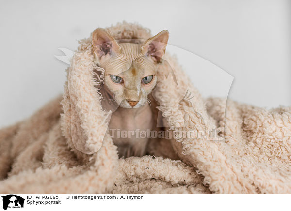 Sphynx Portrait / Sphynx portrait / AH-02095