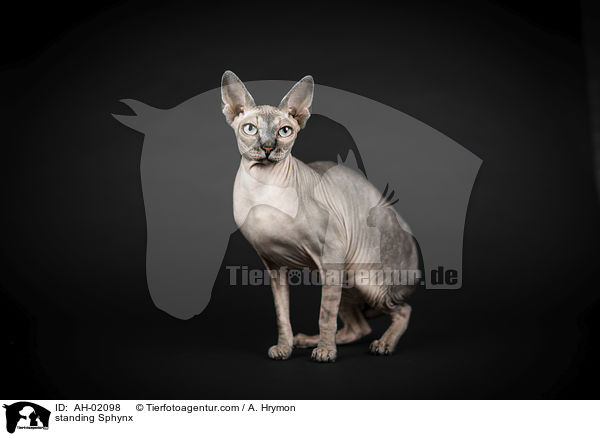 stehende Sphynx / standing Sphynx / AH-02098