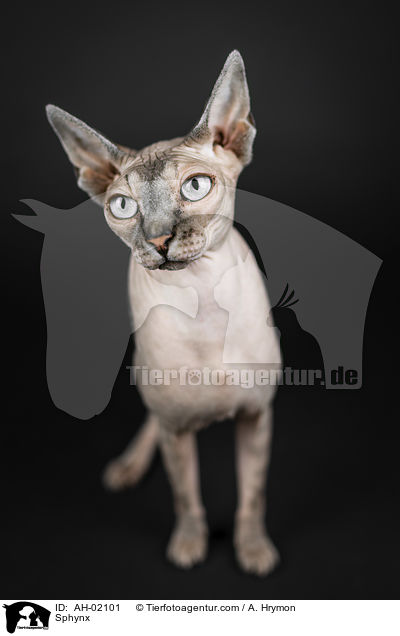 Sphynx / Sphynx / AH-02101