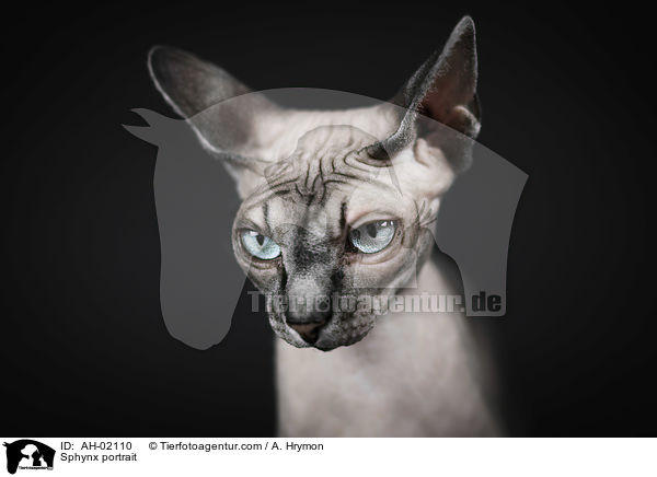 Sphynx Portrait / Sphynx portrait / AH-02110