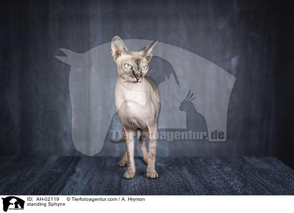 stehende Sphynx / standing Sphynx / AH-02119