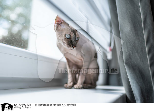 sitzende Sphynx / sitting Sphynx / AH-02125
