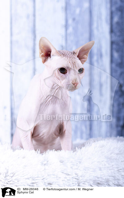 Sphynx Katze / Sphynx Cat / MW-26046