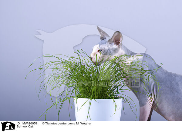Sphynx Katze / Sphynx Cat / MW-26058