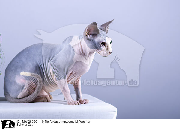 Sphynx Katze / Sphynx Cat / MW-26060