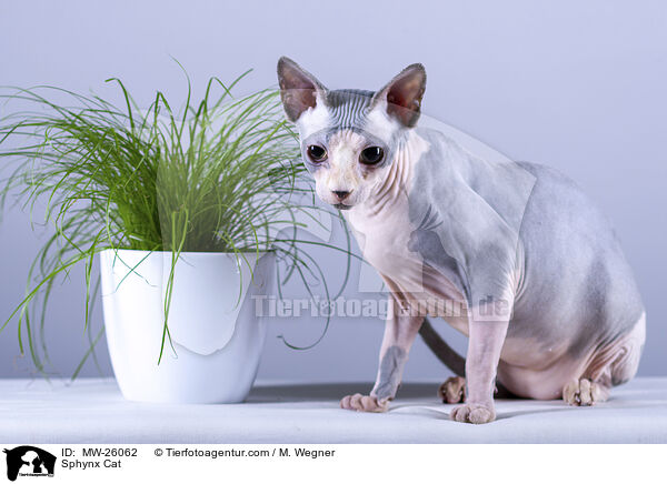 Sphynx Katze / Sphynx Cat / MW-26062