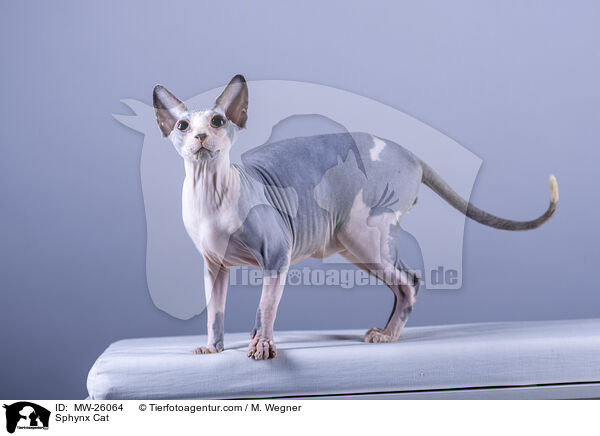 Sphynx Katze / Sphynx Cat / MW-26064