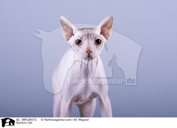 Sphynx Katze / Sphynx Cat / MW-26073
