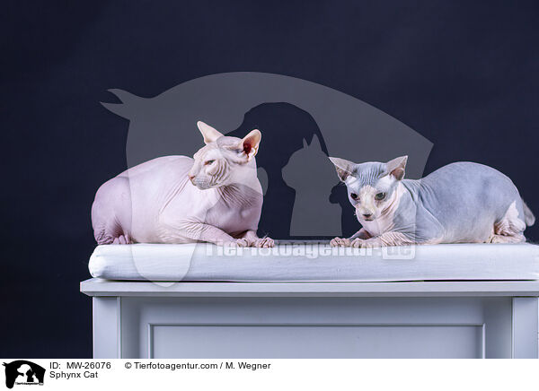 Sphynx Katze / Sphynx Cat / MW-26076