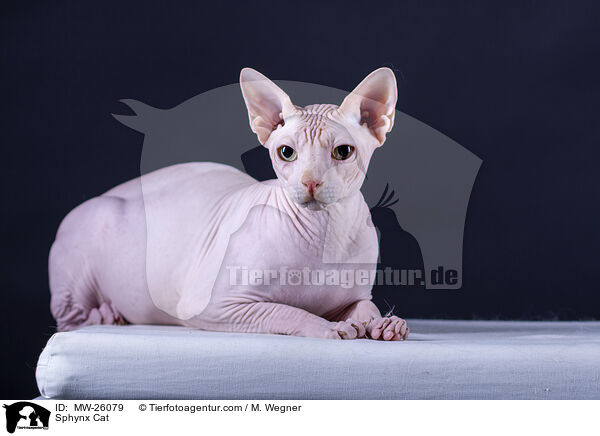 Sphynx Katze / Sphynx Cat / MW-26079
