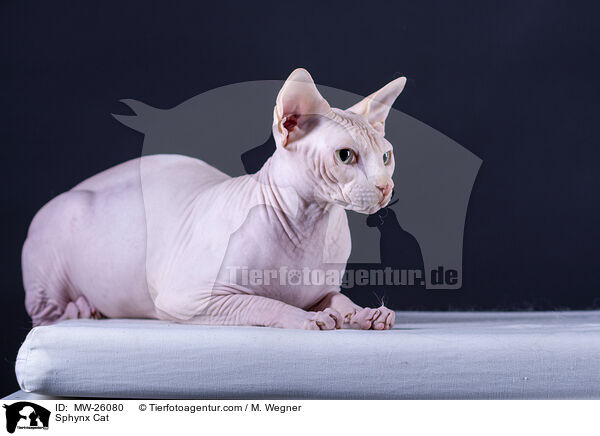 Sphynx Katze / Sphynx Cat / MW-26080