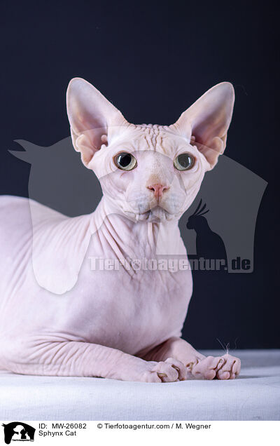 Sphynx Katze / Sphynx Cat / MW-26082