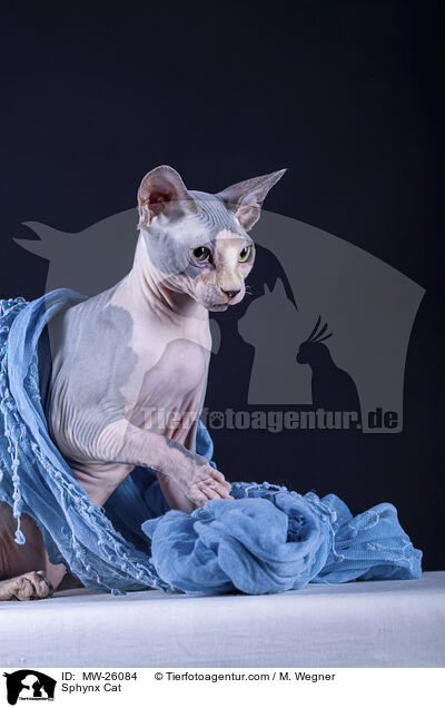 Sphynx Katze / Sphynx Cat / MW-26084