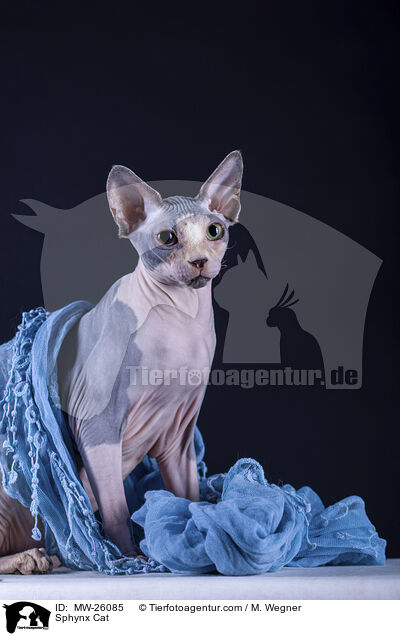 Sphynx Katze / Sphynx Cat / MW-26085